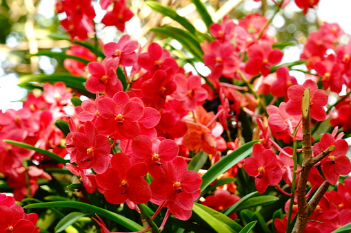 Red Vanda Orchids photographed in Thailand