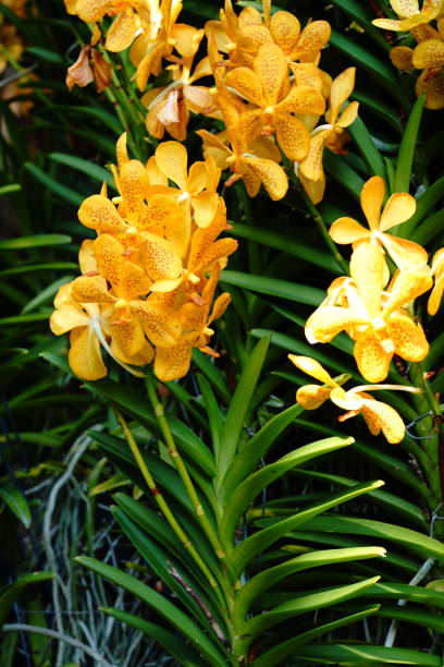Yellow orchid Vanda denisoniana flowe Outstanding and colorful Vanda yellow orchid flowers vanda denisoniana stock pictures, royalty-free photos & images
