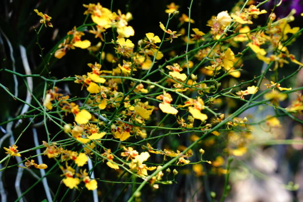 Yellow Oncidium Goldiana Orchid Flowers Oncidium Goldiana Bright yellow orchid flower in garden. oncidium orchids stock pictures, royalty-free photos & images