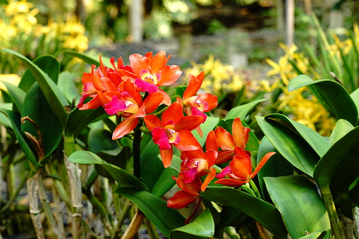 Red Ascocentrum curvifolium  with Vanda orchid in thailand gardrn