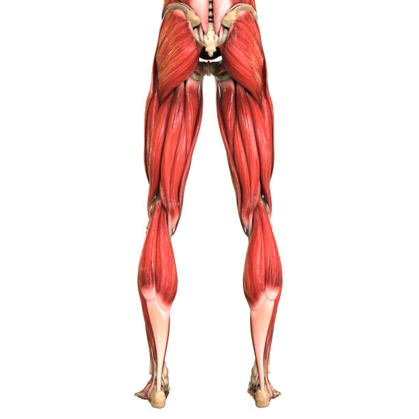 istock Human Body Muscular System Anatomy 1214166737