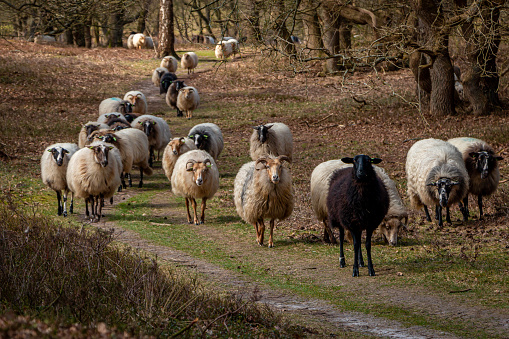 Herd of Drentse heather sheep