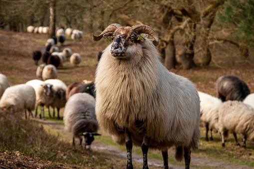 Herd of Drentse heather sheep