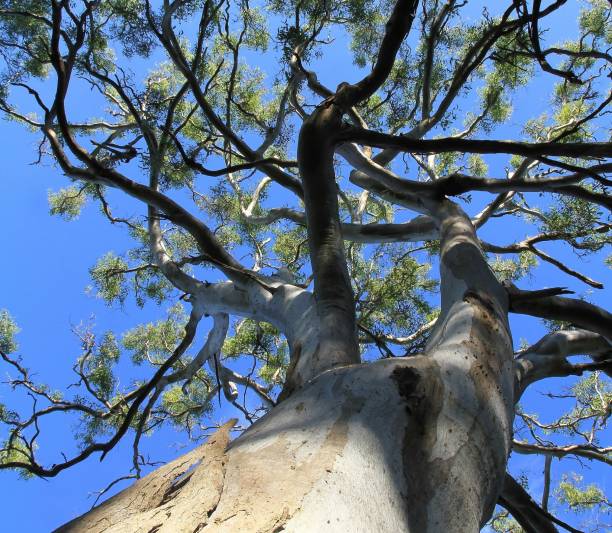 istock Looking up at the canopy of a tree 1214170870