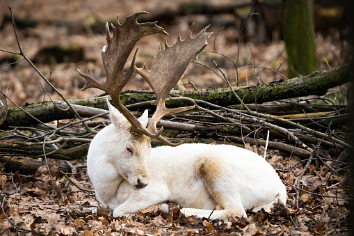 Leucistic fallow deer in a forest