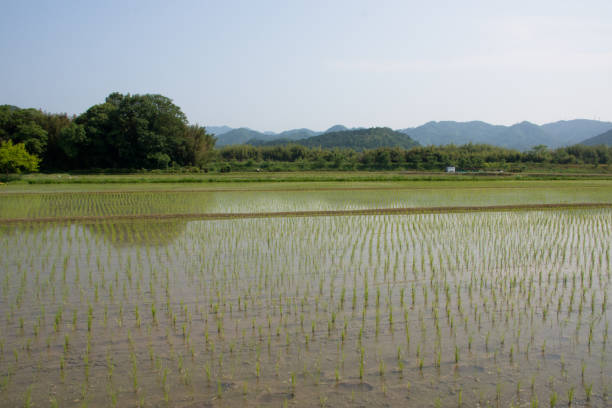istock Paddy field after rice planting 1214173976
