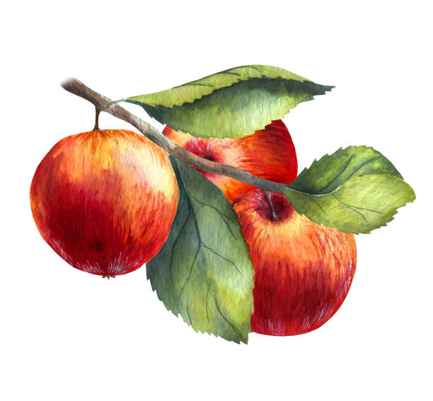 aquarell roter apfel auf weißem hintergrund - red delicious apple illustrations stock-grafiken, -clipart, -cartoons und -symbole