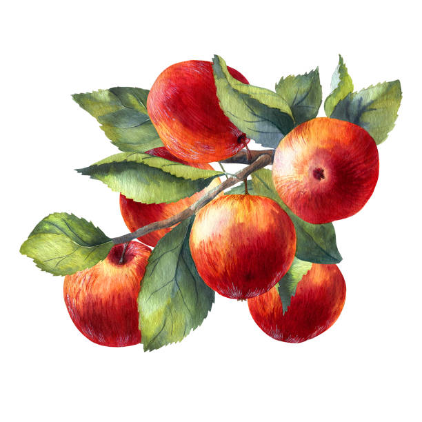 aquarell roter apfel auf weißem hintergrund - red delicious apple illustrations stock-grafiken, -clipart, -cartoons und -symbole