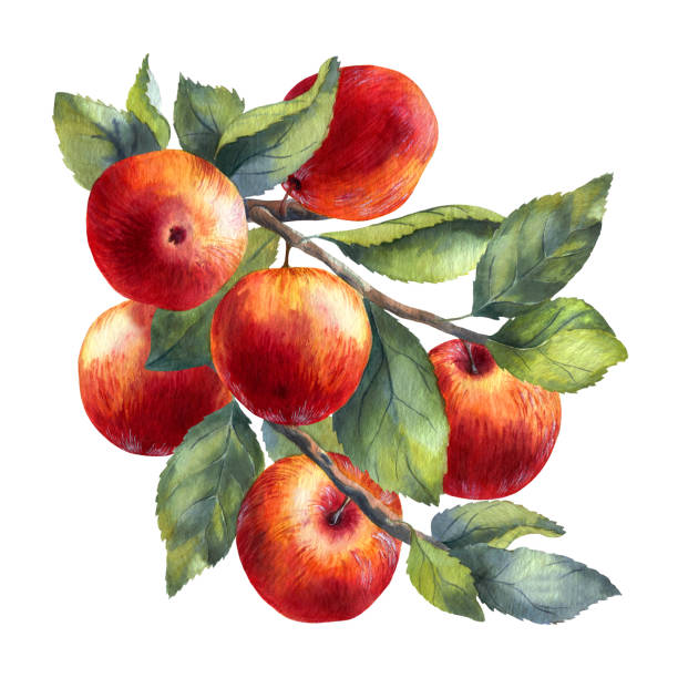 흰색 배경에 수채화 빨간 사과 - apple apple tree branch fruit stock illustrations