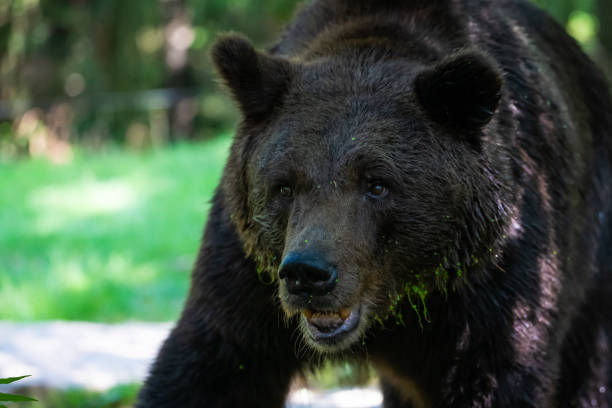 Closeup of a european brown bear