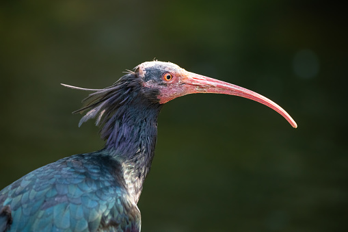 Closeup of a hermit ibis in front of a dark background
