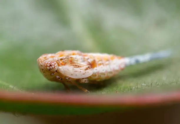 Macro Photography of Leafhopper on Green Leaf