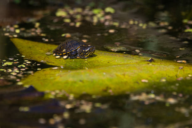 istock European swamp turtle hatchling 1214175241