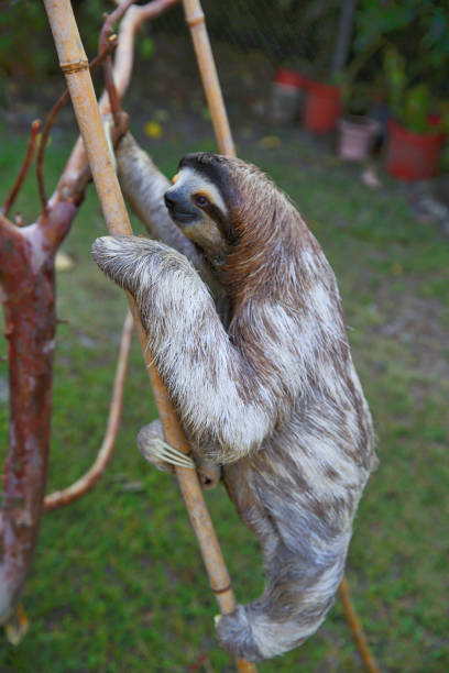 istock Happy Three-Toed Sloth relaxing and eating Hibiscus flowers 1214175821