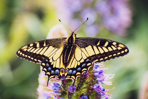Close up of Western Tiger Swallowtail (Papilio rutulus) resting on a flower, San Francisco bay area, California