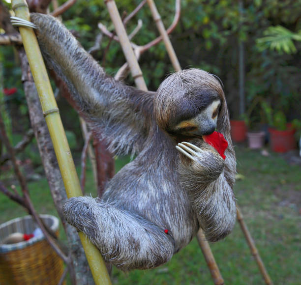 istock Happy Three-Toed Sloth relaxing and eating Hibiscus flowers 1214177780