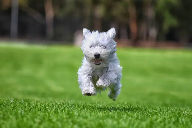 White fluffy dog running outdoors.