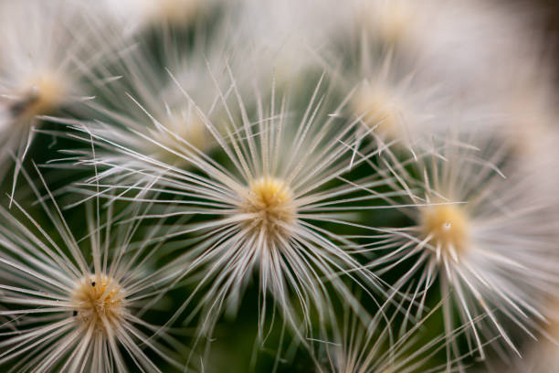 istock Close up Mammillaria cactus. 1214178266
