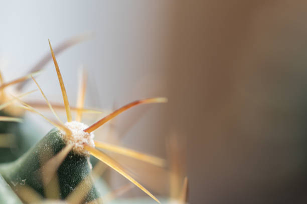 Selective focus close up prickly pear detail cactus  background.