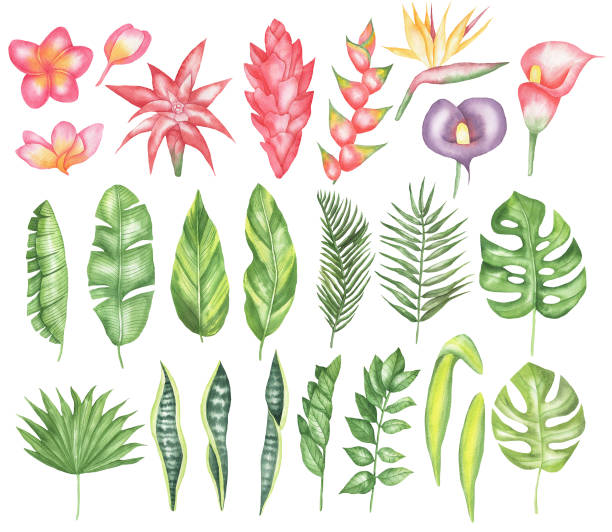 ilustraciones, imágenes clip art, dibujos animados e iconos de stock de conjunto de flores tropicales y hojas.jpg - tropical flower heliconia tropical climate flower