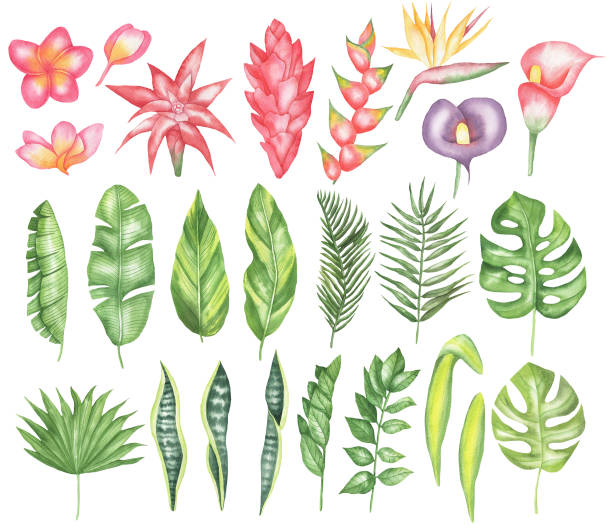 Set of tropical flowers and leaves.jpg Set of tropical flowers and leaves. Isolated elements on a white background. Watercolor hand drawing. drawing of the hawaii islands stock illustrations