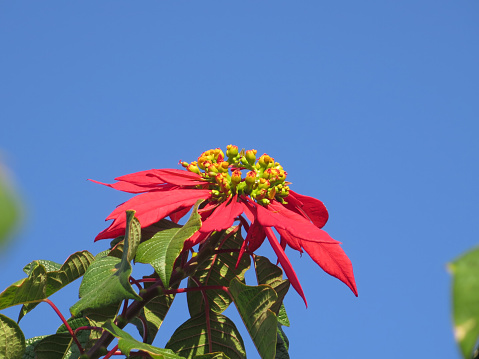 Poinsettia flower on shrub with red petals and yellow orange center in Andalusia garden