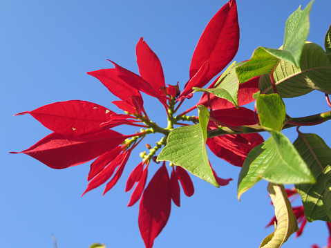 Poinsettia flower on shrub with red petals and yellow orange center in Andalusia garden