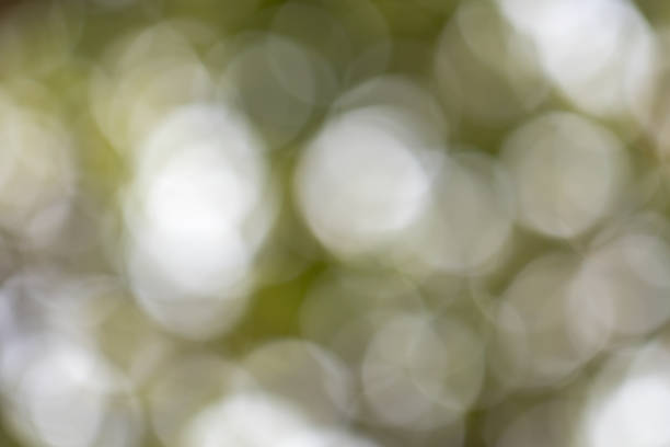 istock Selective focus bokeh in nature background.Green color blurred abstract background. 1214180624