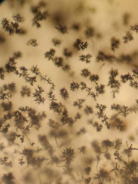 Penicillium Penicillium under microscope hypha stock pictures, royalty-free photos & images