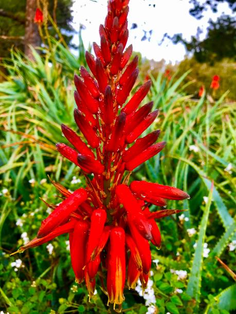 istock Red Hot Poker Plant 1214181788