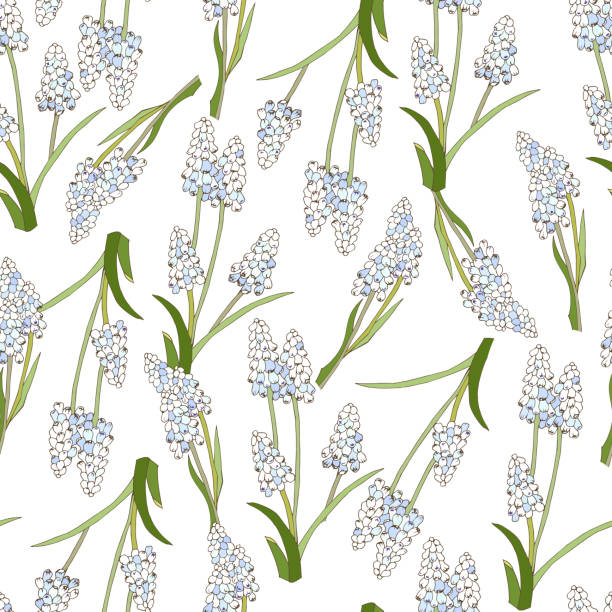 Light spring vector floral seamless pattern Gentle muscari latifolium on a white background. Endless vector illustration for fabric, wallpaper on the wall, kitchen textiles and dresses. Light spring vector floral seamless pattern Gentle muscari latifolium on a white background. Endless vector illustration for fabric, wallpaper on the wall, kitchen textiles and dresses. muscari latifolium stock illustrations