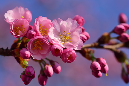 Close-up of a delicate cherry blossom branch with pink flowers against a pink and blue background with space for text, in spring nature