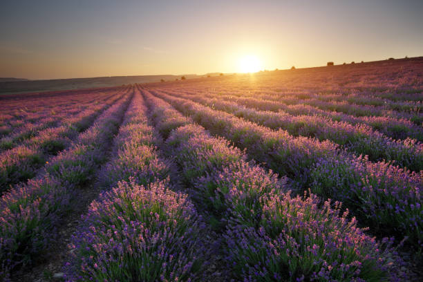 istock Meadow of lavender at sunset. 1214186800