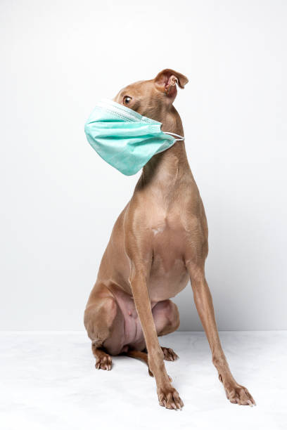 istock dog with coronavirus protection mask 1214187877