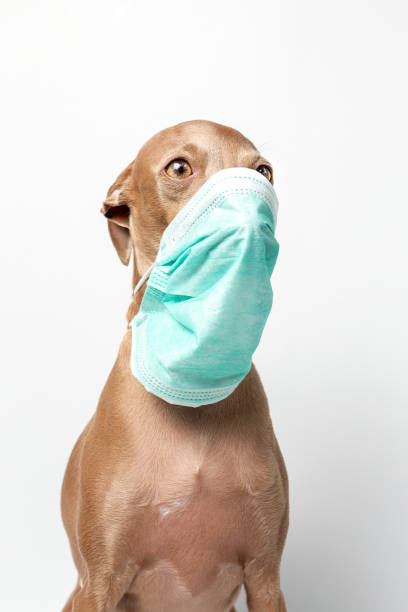 istock dog with coronavirus protection mask 1214187887