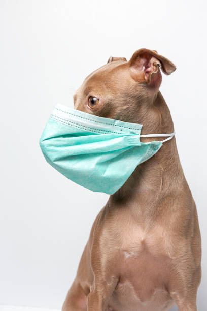 istock dog with coronavirus protection mask 1214187917
