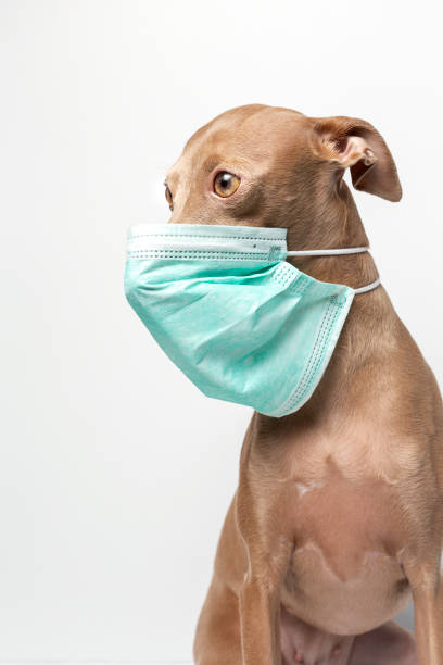 istock dog with coronavirus protection mask 1214187925