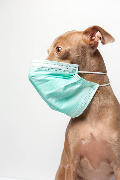 istock dog with coronavirus protection mask 1214187951