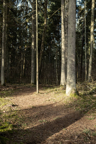istock empty winter forest in winter with no snow and no tree leaves. park walkway 1214188024