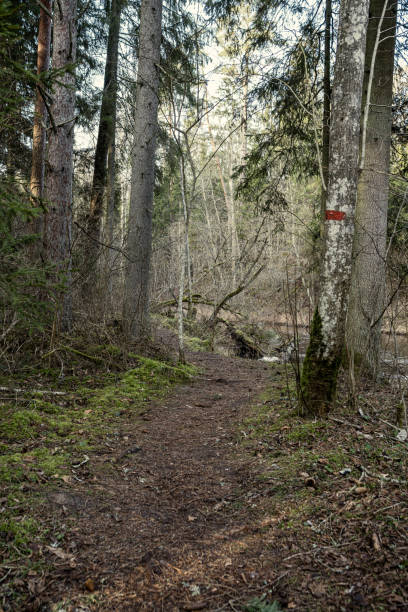 istock empty winter forest in winter with no snow and no tree leaves. park walkway 1214188025