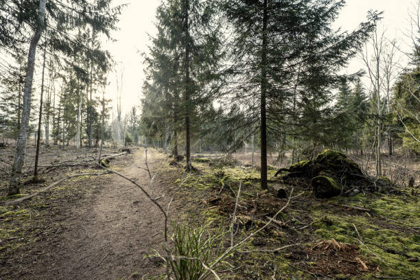 istock empty winter forest in winter with no snow and no tree leaves. park walkway 1214188057