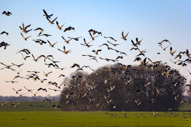 istock Gooses. In spring they fly further north to their breeding grounds. 1214188115