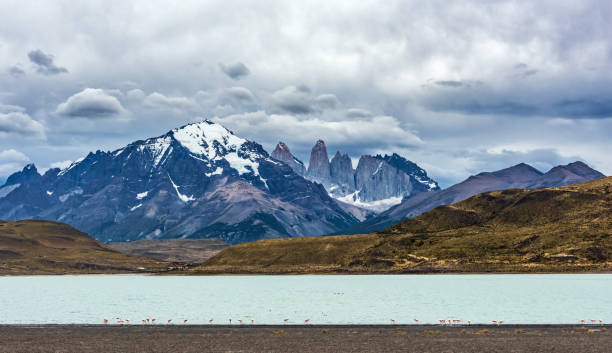 Chilean flamingo (Phoenicopterus chilensis) by the lake in Torres del Paine National Park, Patagonia, Chile stock photo