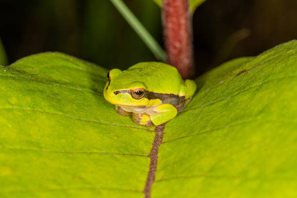 istock Green frog on leaf. A frog hides in a plant 1214190866