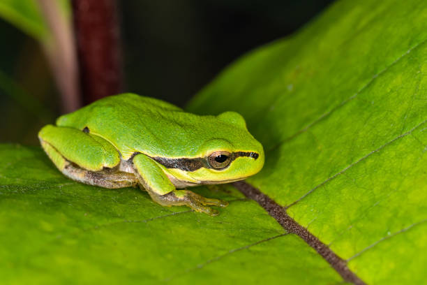 istock Green frog on leaf. A frog hides in a plant 1214190869