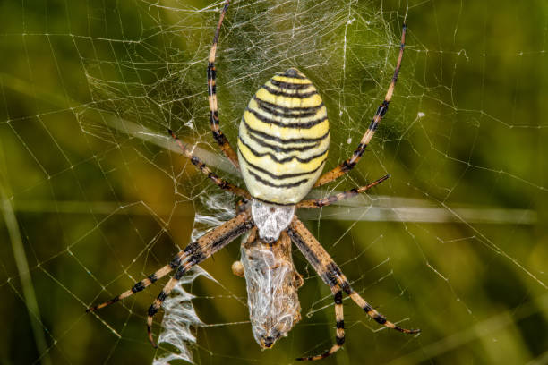 istock Black and yellow stripe Argiope bruennichi wasp spider on web with prey 1214191013