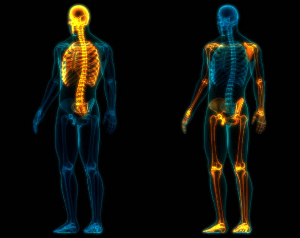 istock Human Skeleton System Axial and Appendicular Skeleton Anatomy 1214191695