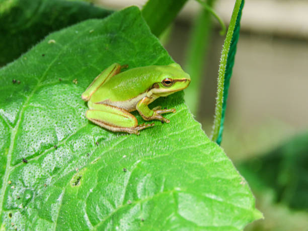 small tree frog sitting on the cucumber leaf vegetable garden yard sunny day early summer close up green frog rainy day stock photo