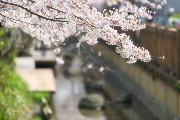 istock Cherry Blossom at Sakura in Tokyo 1214193663
