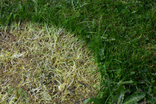 istock bad lawn spot under flower pot 1214193683